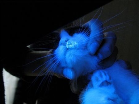 Лампа Вуда в домашних условиях