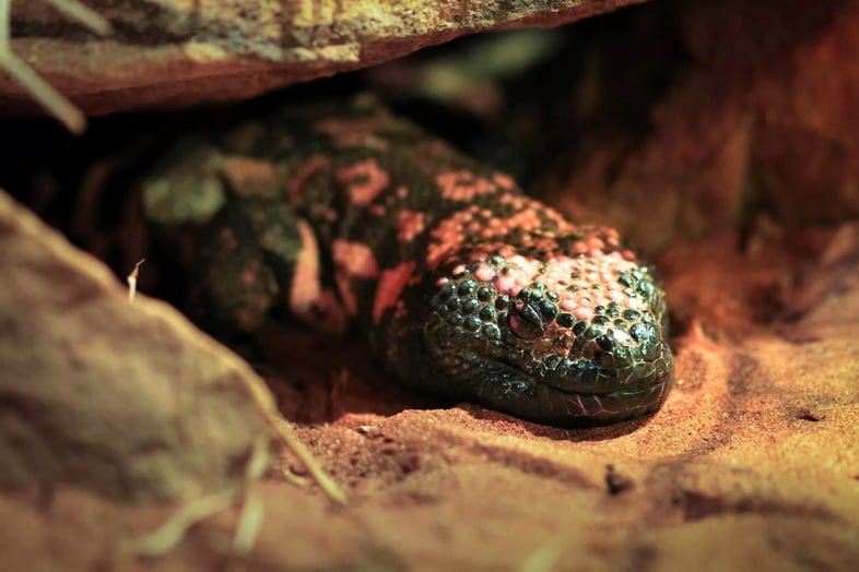 Взрослый аризонский ядозуб (Heloderma suspectum) спит на песчаном грунте.