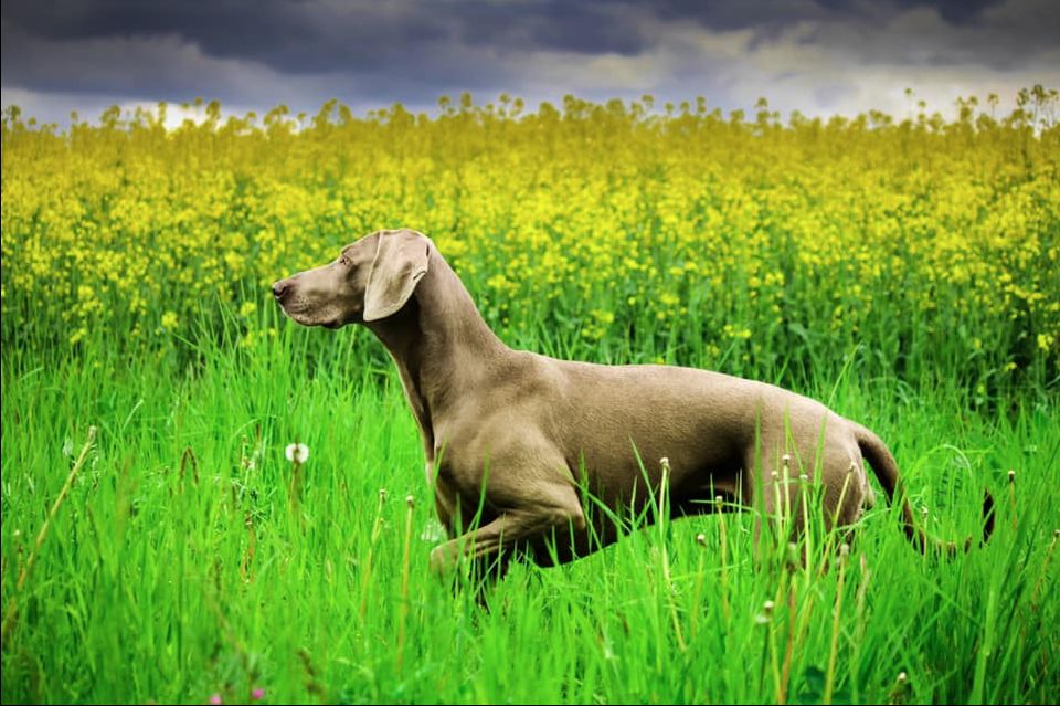 Веймарская легавая - описание и характеристика породы
