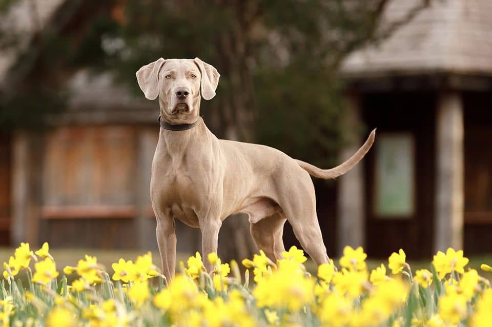 Веймарская легавая - описание и характеристика породы