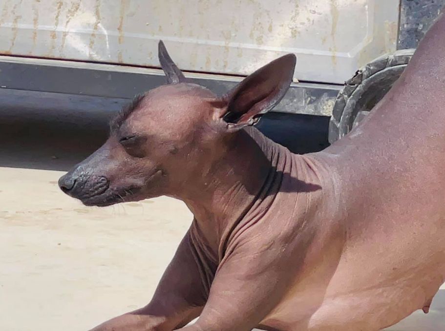 Ксолоитцкуинтли – плюсы и минусы, особенности ухода, содержания и дрессировки, интересные факты