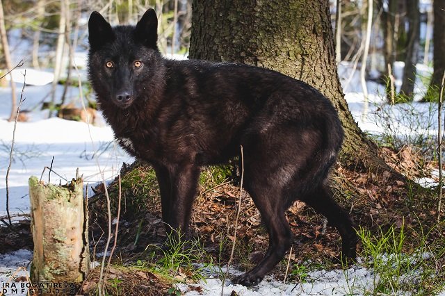 Прогулка с волчьей собакой 1