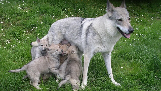 Волчья собака с щенками