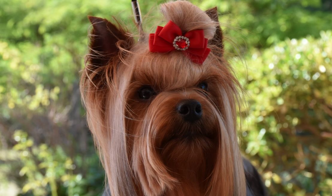 Йоркширский терьер - описание породы, характер и уход