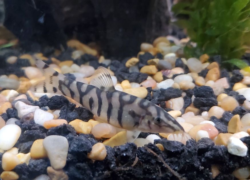 Боция мраморная – содержание, разведение, совместимость с другими