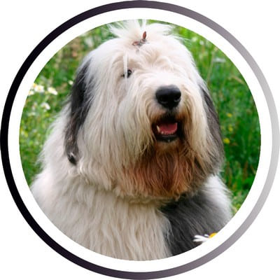 Большие породы собак - названия