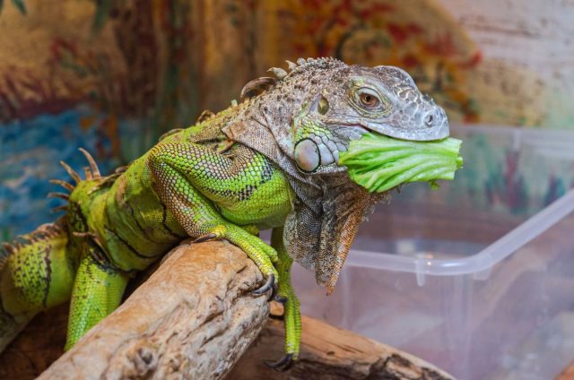 Зеленая игуана не ест мяса Зеленая игуана не ест мяса