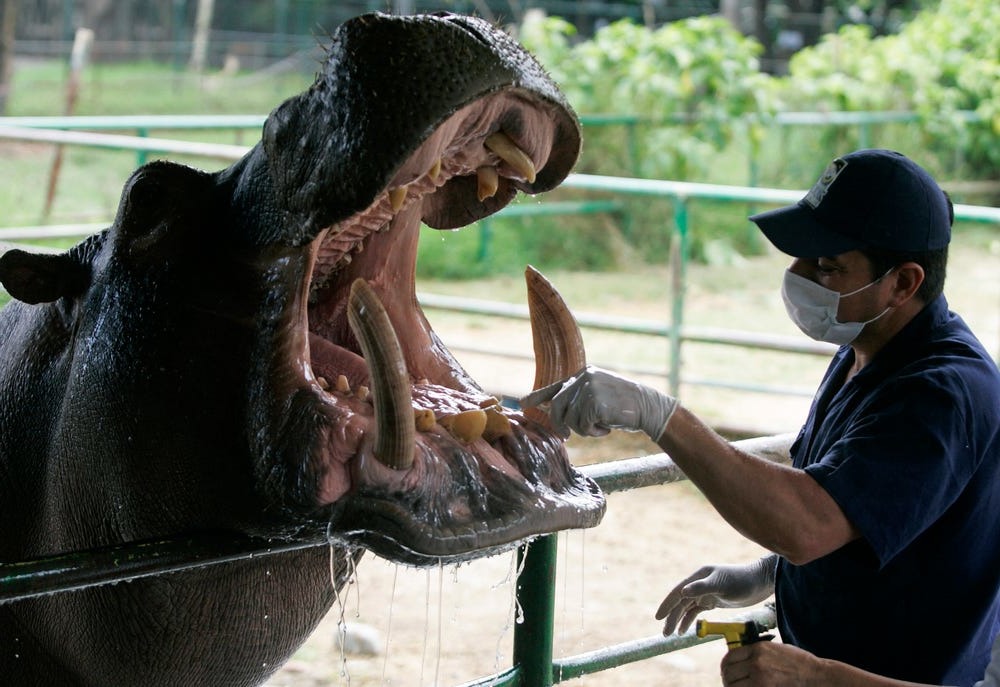 зубы бегемота