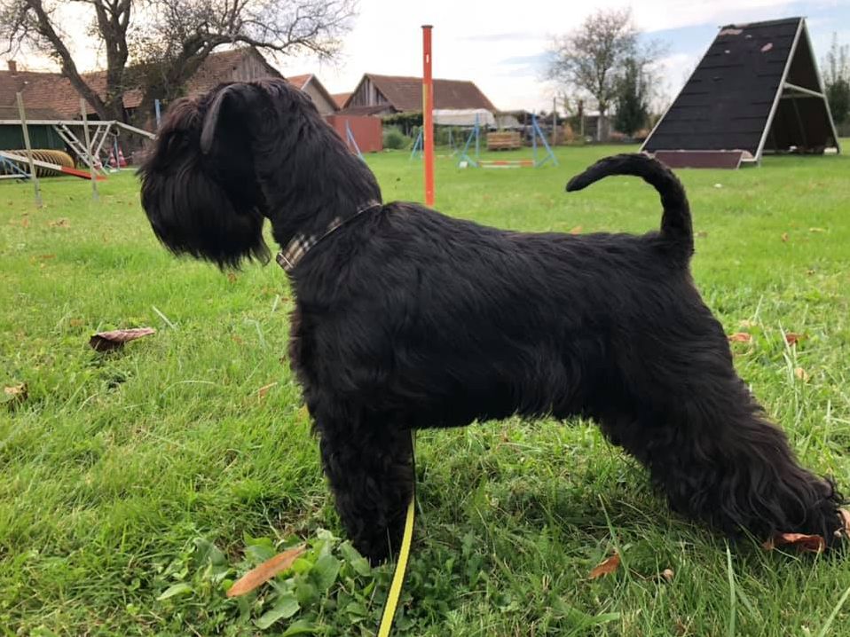 Цвергшнауцер: уход и содержание - как ухаживать за щерстью щенка и не только