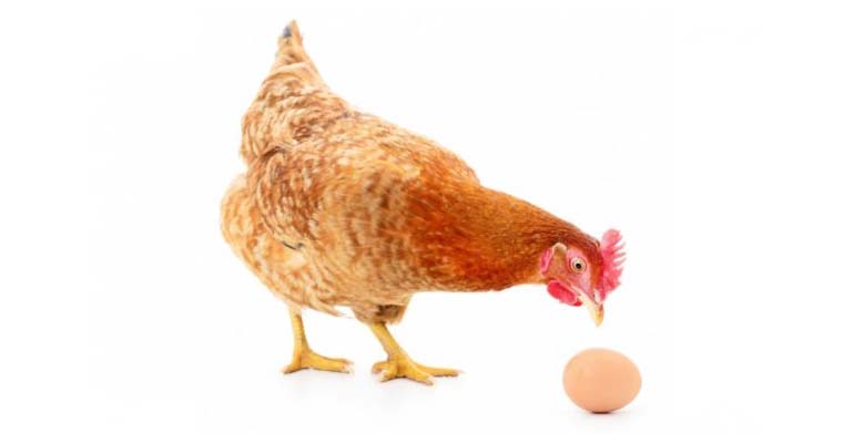 куры несушки лучшие породы