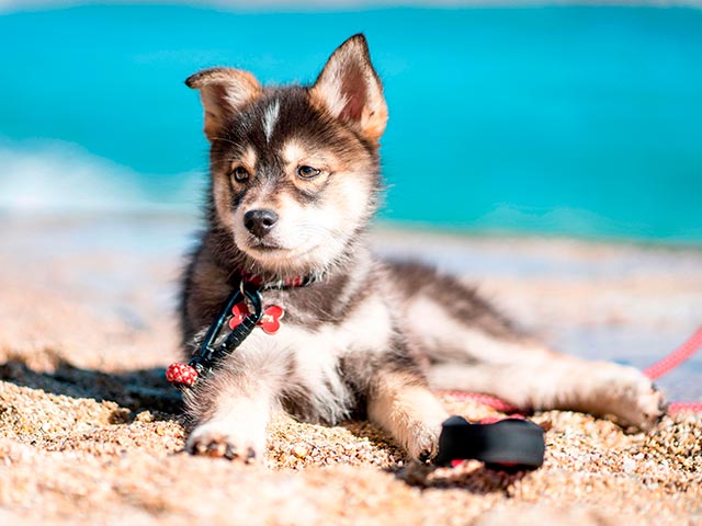 Помесь хаски и шпица Фото