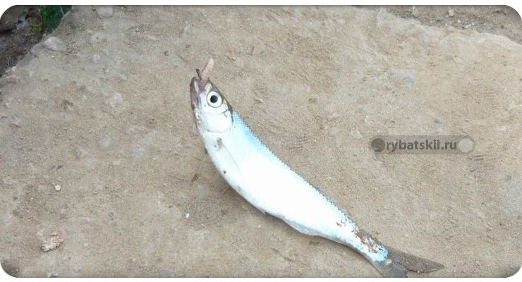 Уклейка на опарыш