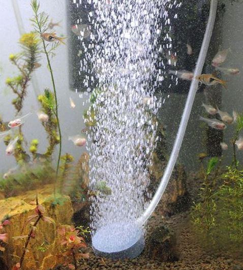 Рыба попугай совместимость с другими рыбками