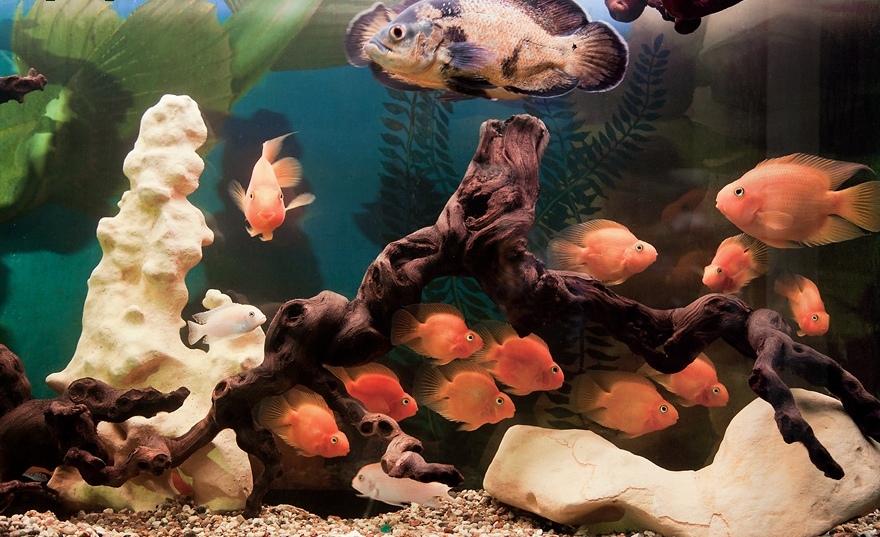 Рыба попугай совместимость с другими рыбками