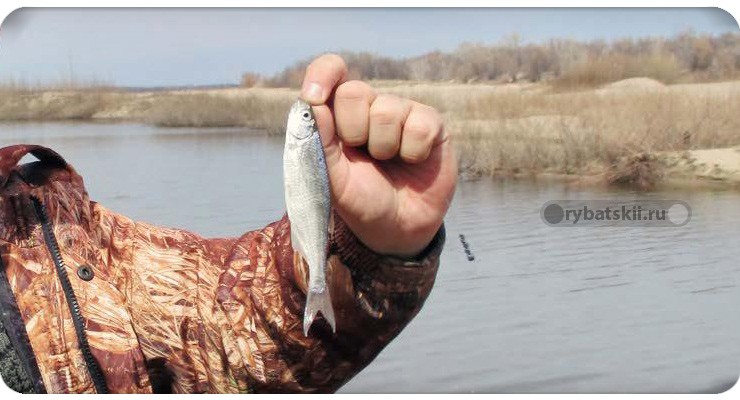 Пойманная уклейка