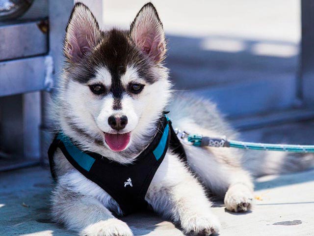 Помесь пород хаски и шпица Фото