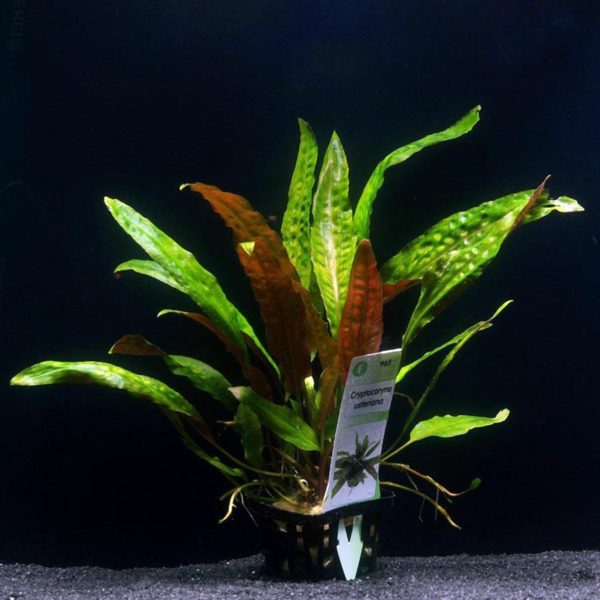 Криптокарина Криптокарина