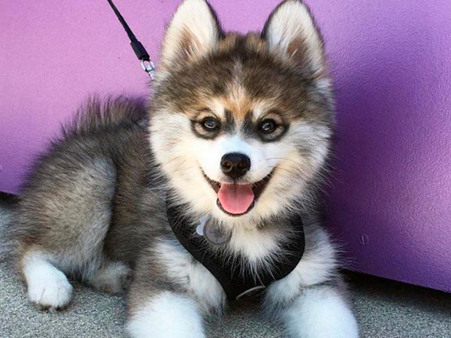 Помская порода Фото