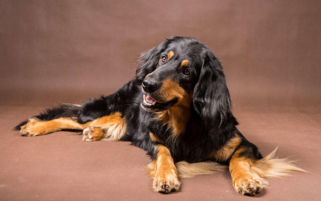 Ховаварт - щенок