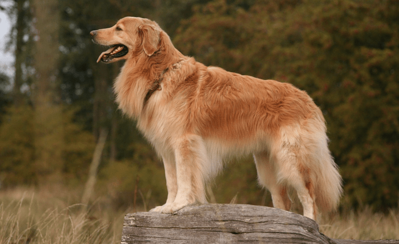 Ховаварт - история