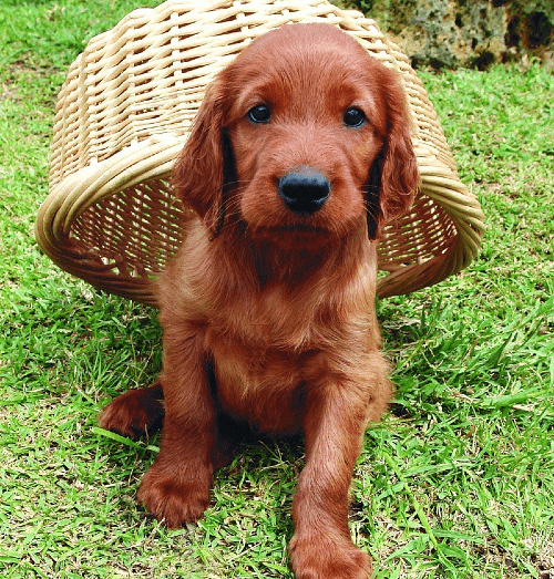 Ирландский сеттер - щенок