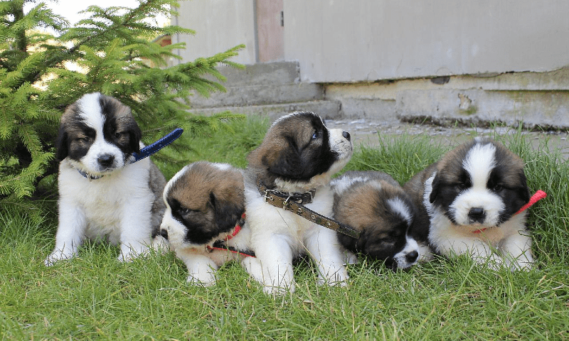 Московская сторожевая - щенки