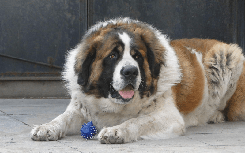 Московская сторожевая - характер