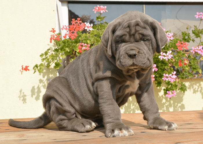 Неаполитанский мастиф - щенок