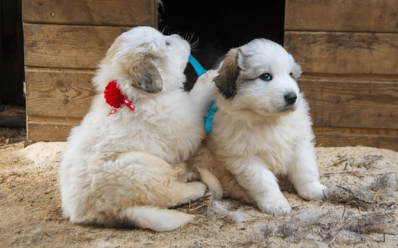 Пиренейская горная собака - щенки