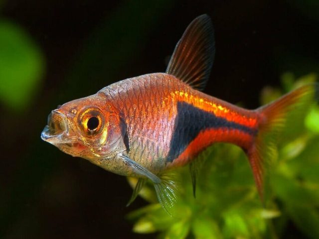 Расбора клинопятнистая с открытым ртом Расбора клинопятнистая с открытым ртом