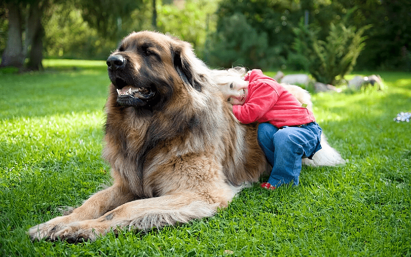 Леонбергер собака - порода и дети
