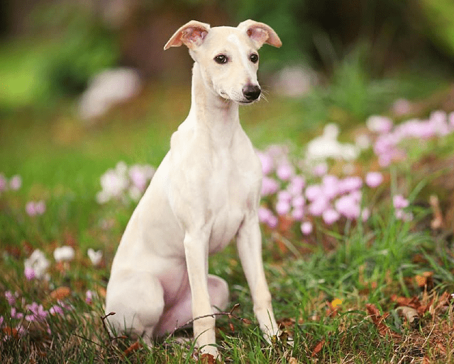 Уиппет - щенок