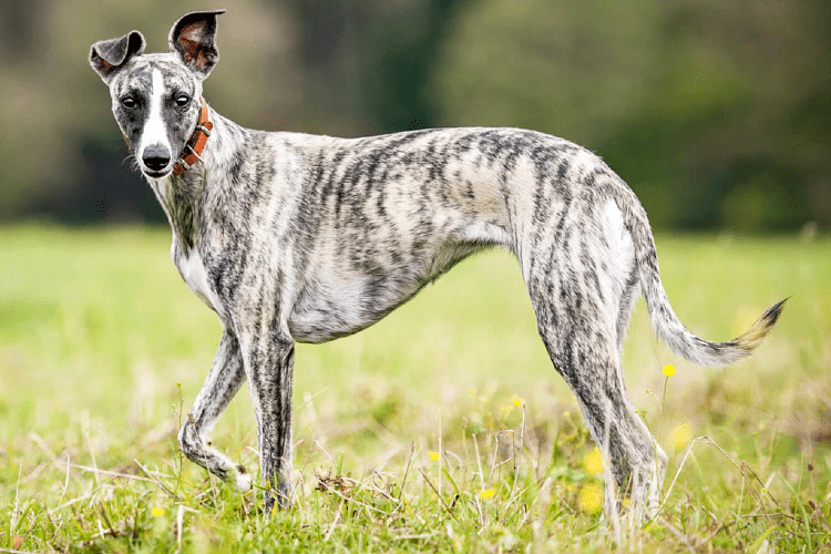 Уиппет - вид сбоку