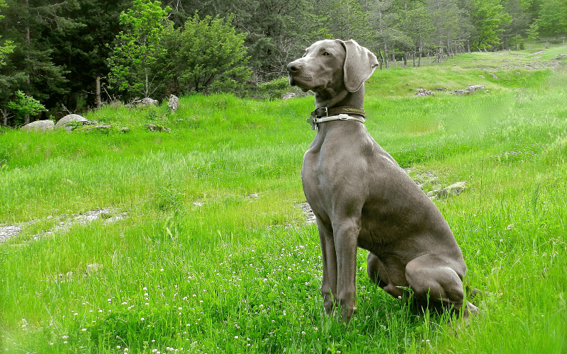 Веймаранер - характер