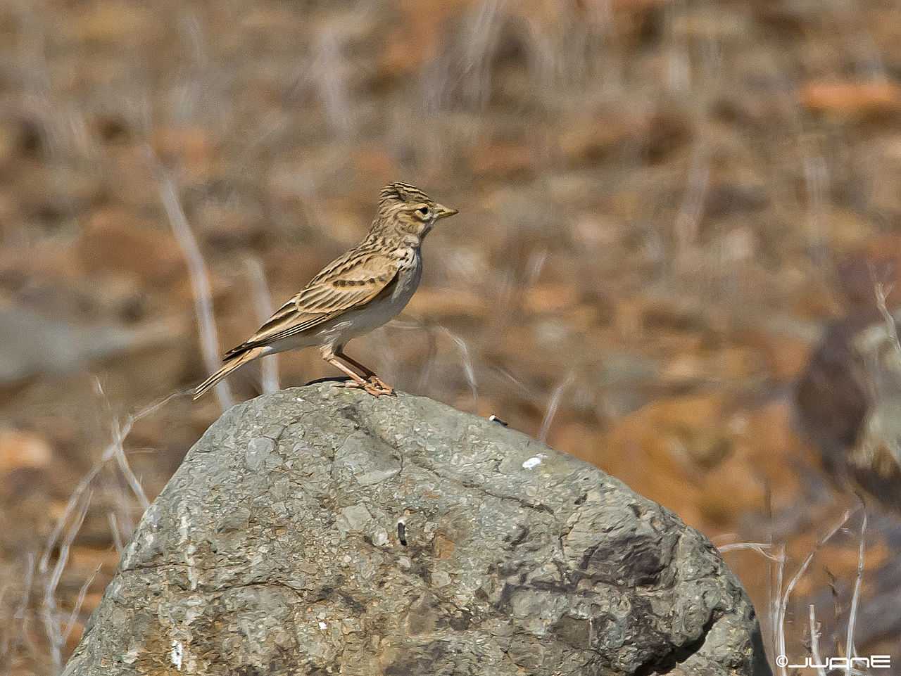Птицы Крыма: фотографии и названия основных видов