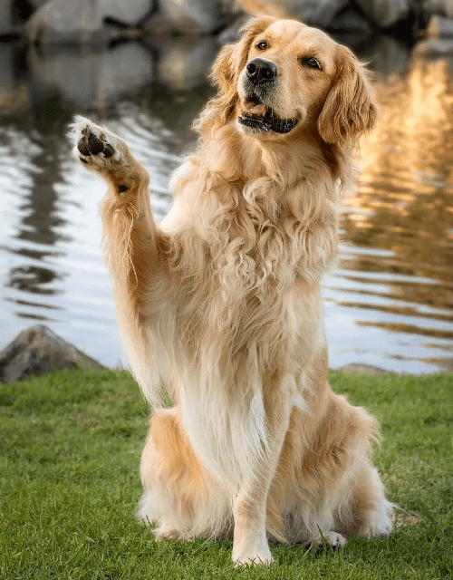 Золотистый ретривер - дрессировка