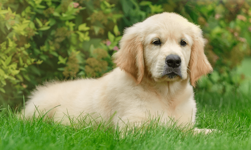 Золотистый ретривер - щенок