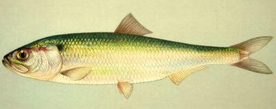 Какая бывает сельдь: названия, разновидности, интересные факты