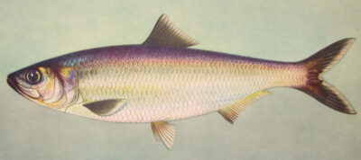 Какая бывает сельдь: названия, разновидности, интересные факты