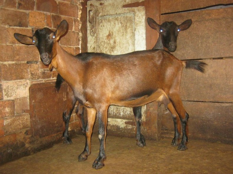 Альпийские козы: описание породы, фото, отзывы