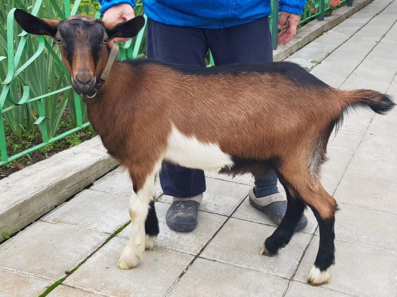 Альпийские козы: описание породы, фото, отзывы