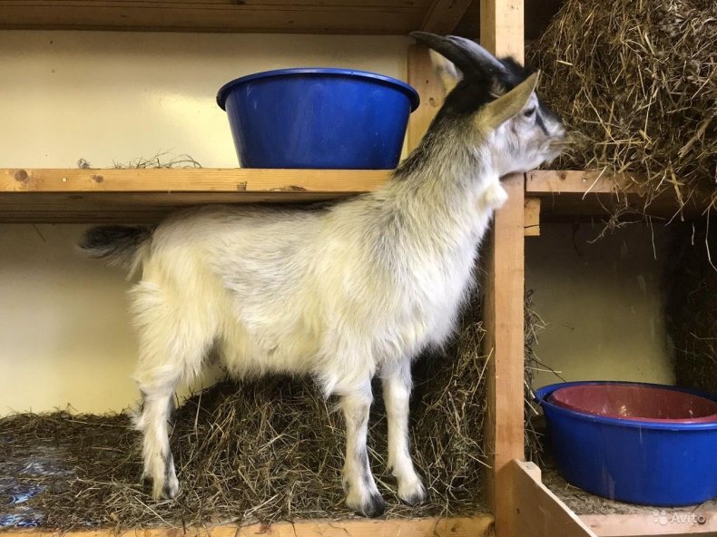 Альпийские козы: описание породы, фото, отзывы