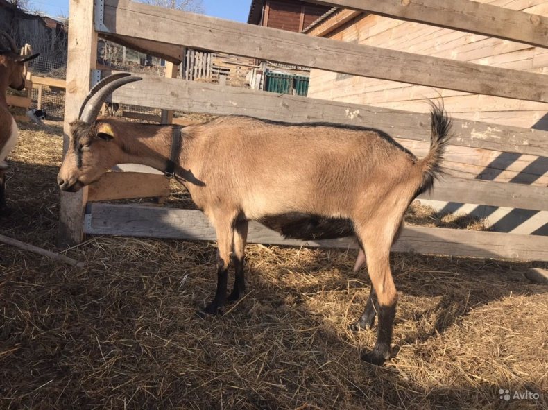 Альпийские козы: описание породы, фото, отзывы