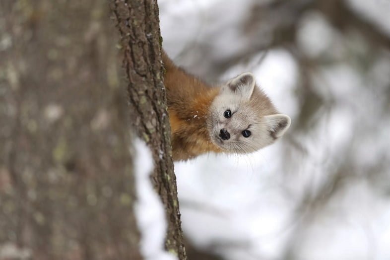 Американская куница спускается с дерева в тайге