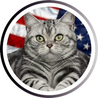 Самые популярные кошки: ТОП пород, которых любит весь мир