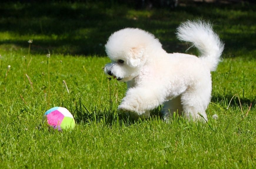 Бишон фризе играет