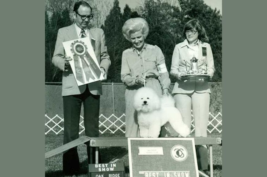 История породы бишон фризе