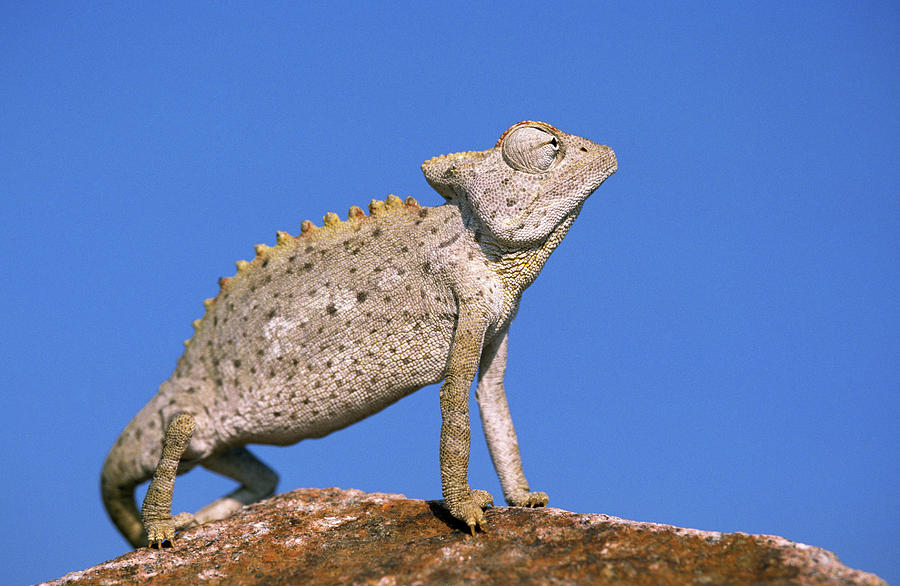 хамелеон пустыни