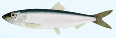 Какая бывает сельдь: названия, разновидности, интересные факты