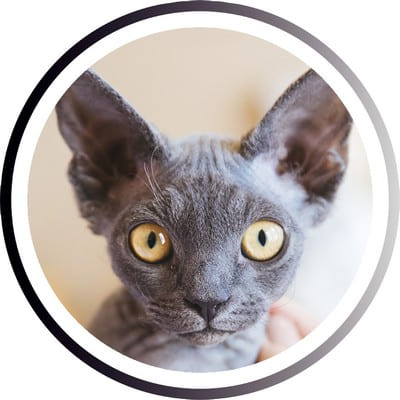 Самые популярные кошки: ТОП пород, которых любит весь мир